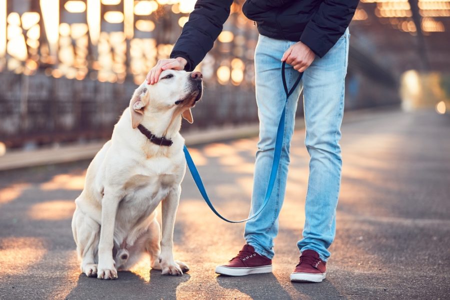 How to make things easy for your dog walker