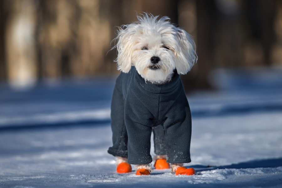 Finding the best dog boots