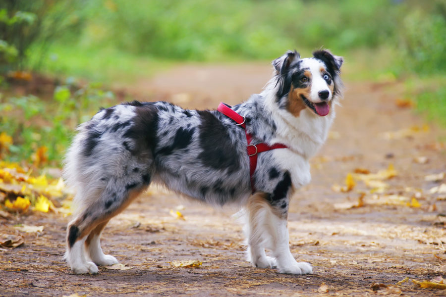 Should you get your dog a harness?