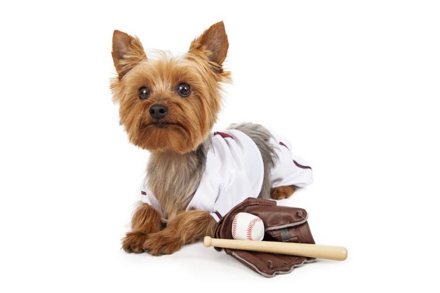 Major League Baseball's Pup-Friendly Events Let You Take Your Dog Out To  The Ballgame, Too - BARK Post