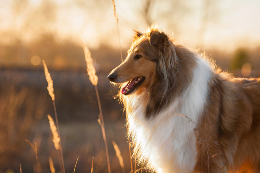 Feeding your dog for healthy skin and a glossy coat