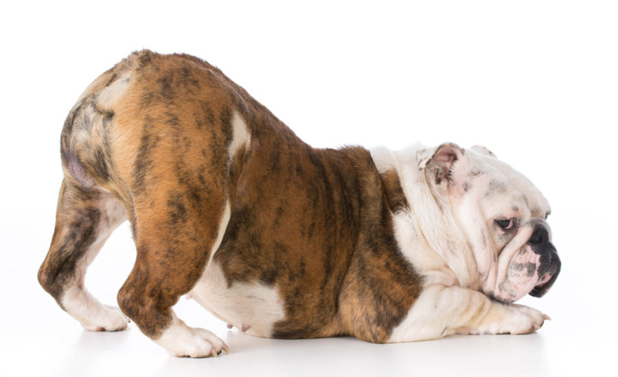 The best diet for anal gland problems in dogs