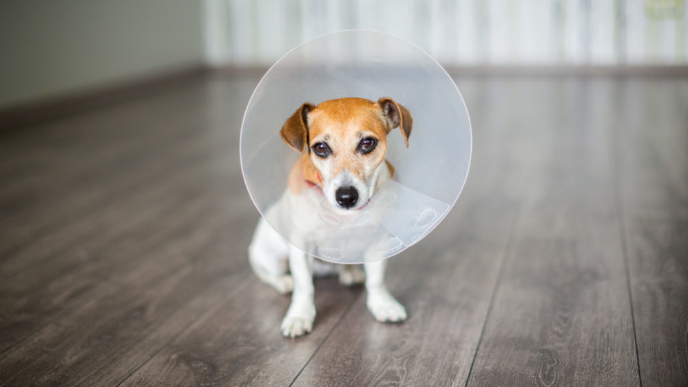 Helping your dog through post-op recovery