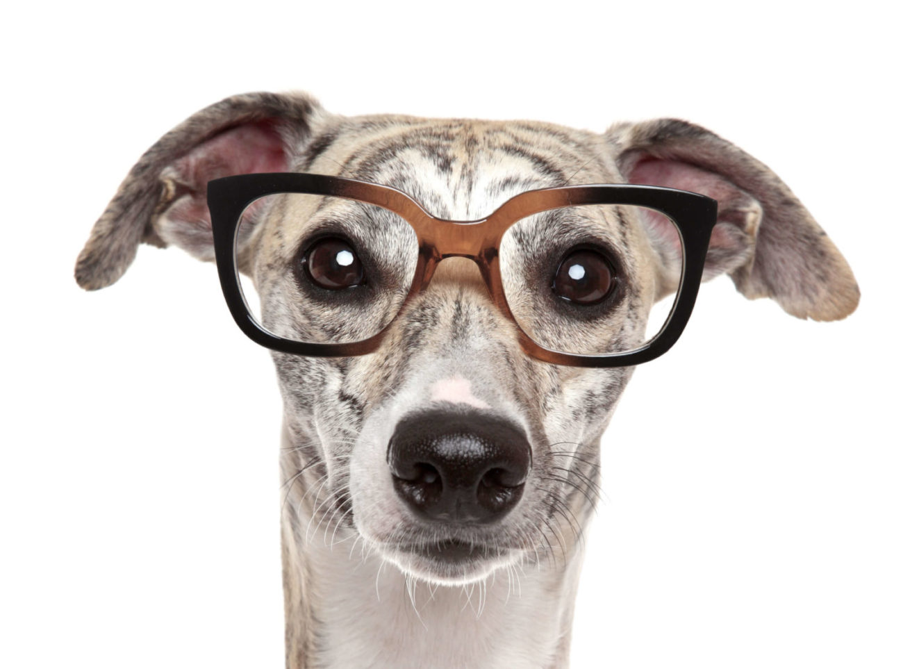 Preserve your dogs vision