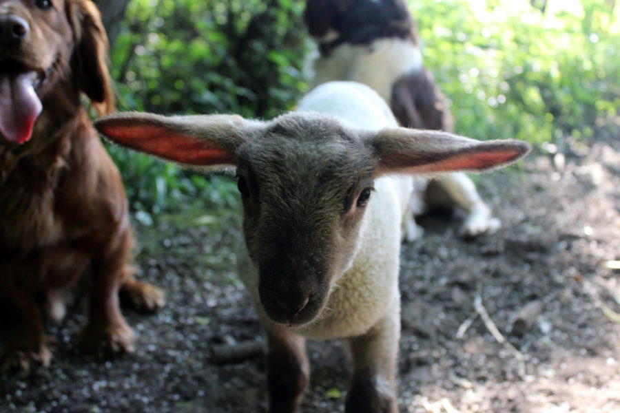 An interview with Rocky Ridge Refuge