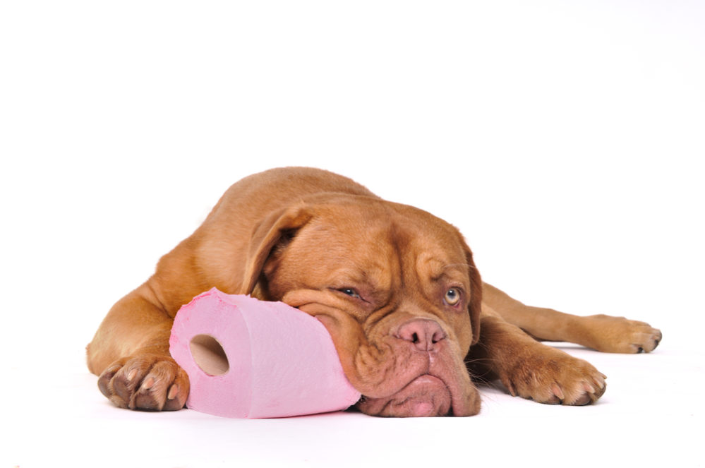 natural solutions for diarrhea in dogs