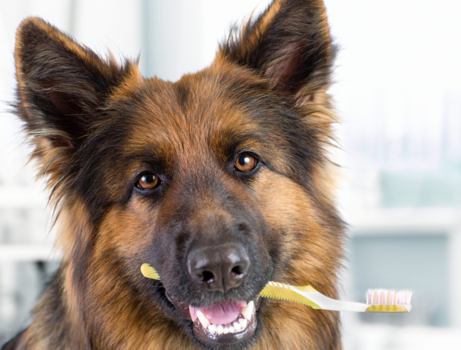 doggie dental health made simple