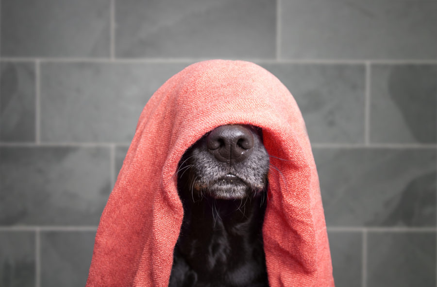 benefits of bathing your dog