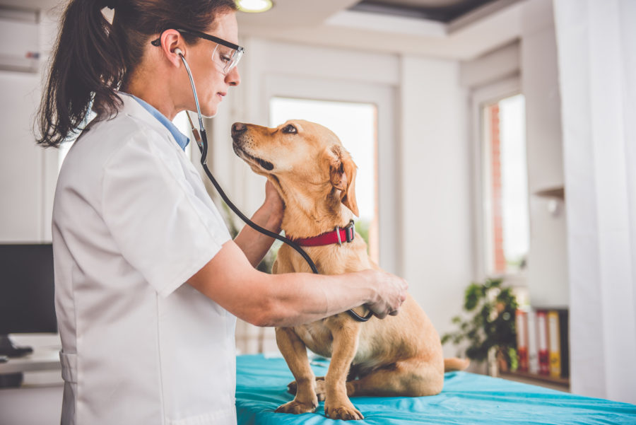 Getting the right diagnosis for your pet