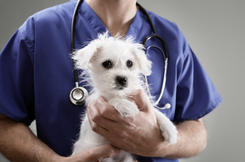 Pancreatitis — treatment and prevention for dogs