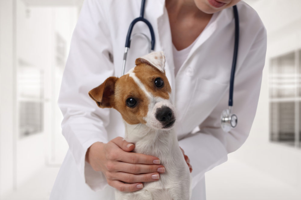 Top 5 benefits of a holistic veterinarian