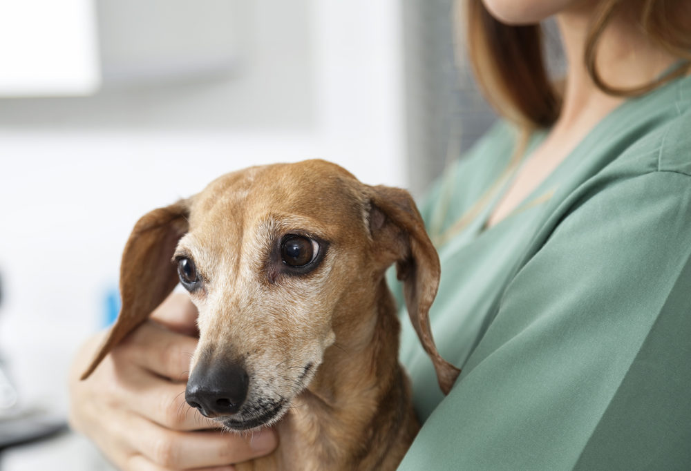 Be aware of dog autoimmune diseases