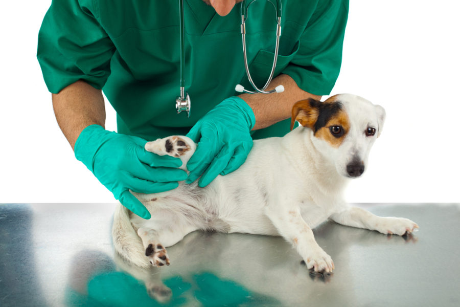 Treating arthritis – tips from a holistic vet