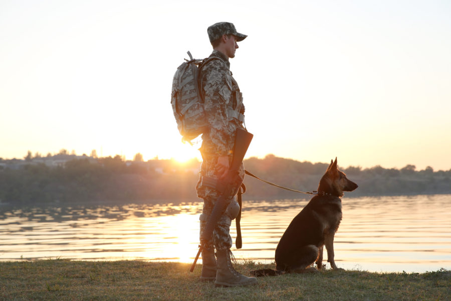 Optimal nutrition for working dogs