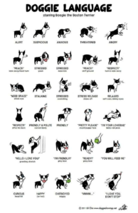 doggie-language