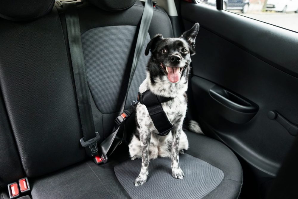 car restraints for your dog