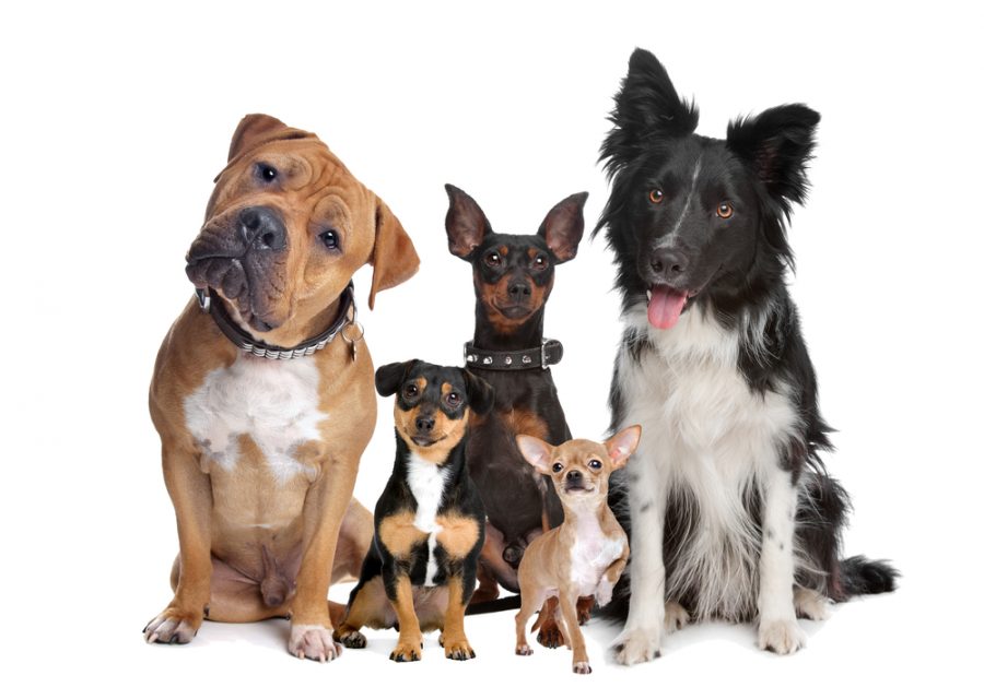 top dog names of 2017