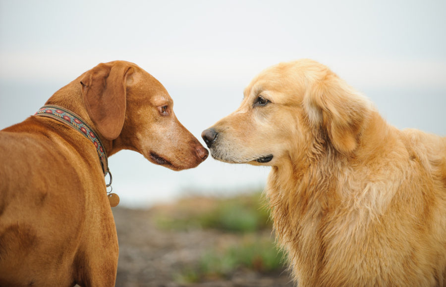 How do dogs recognize other breeds?