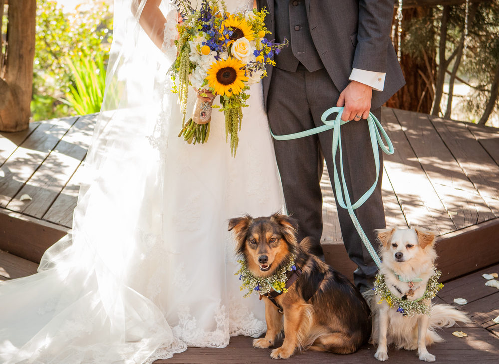 Should you invite your dog to your wedding?