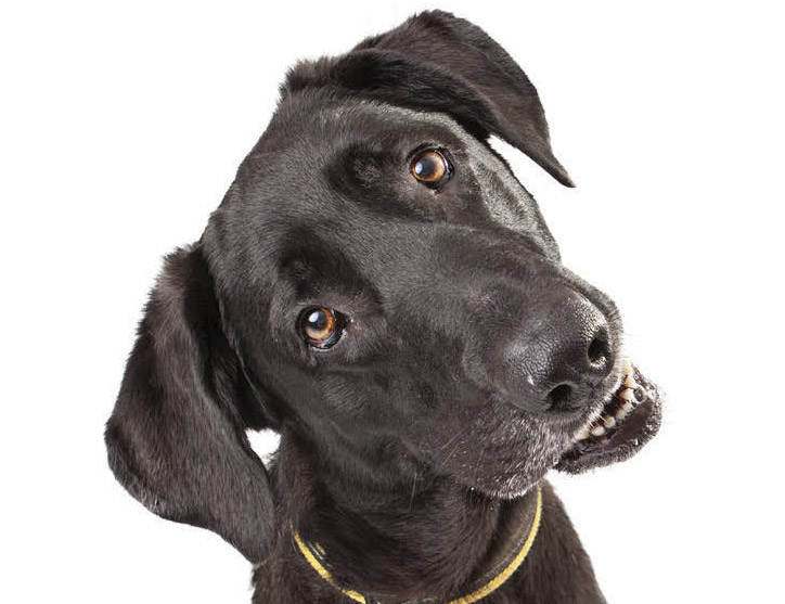 Dogs and Magnetic Fields