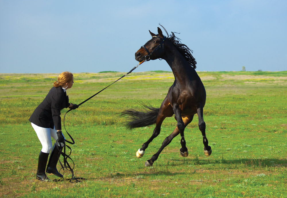 training new horse