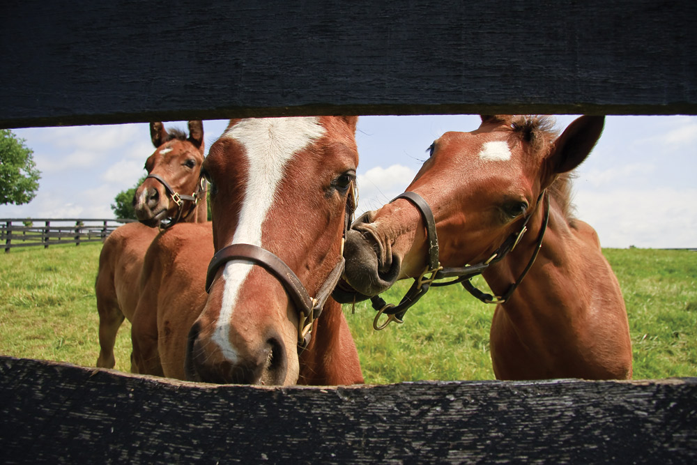 mature horse