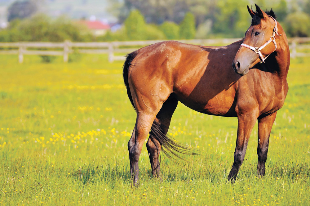 horse leg swelling