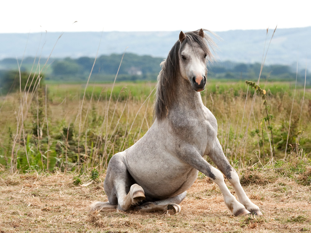 chakras and your horse