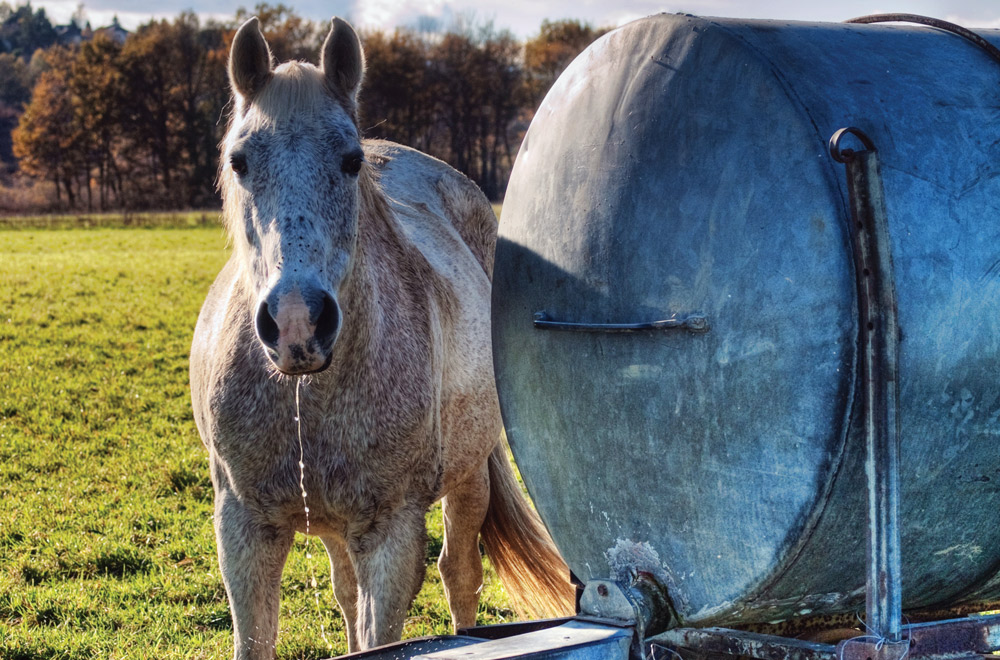 heavy metals and your horse