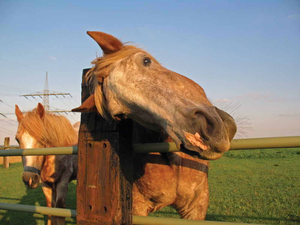 skin issues horse