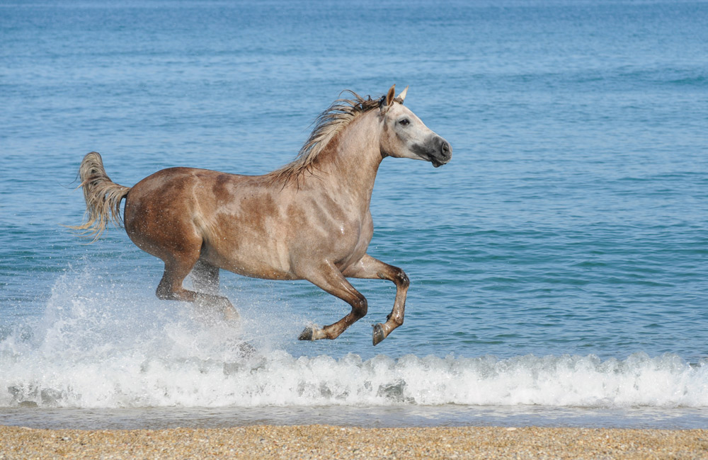 ultrasound therapy horses