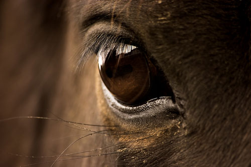 eye contact