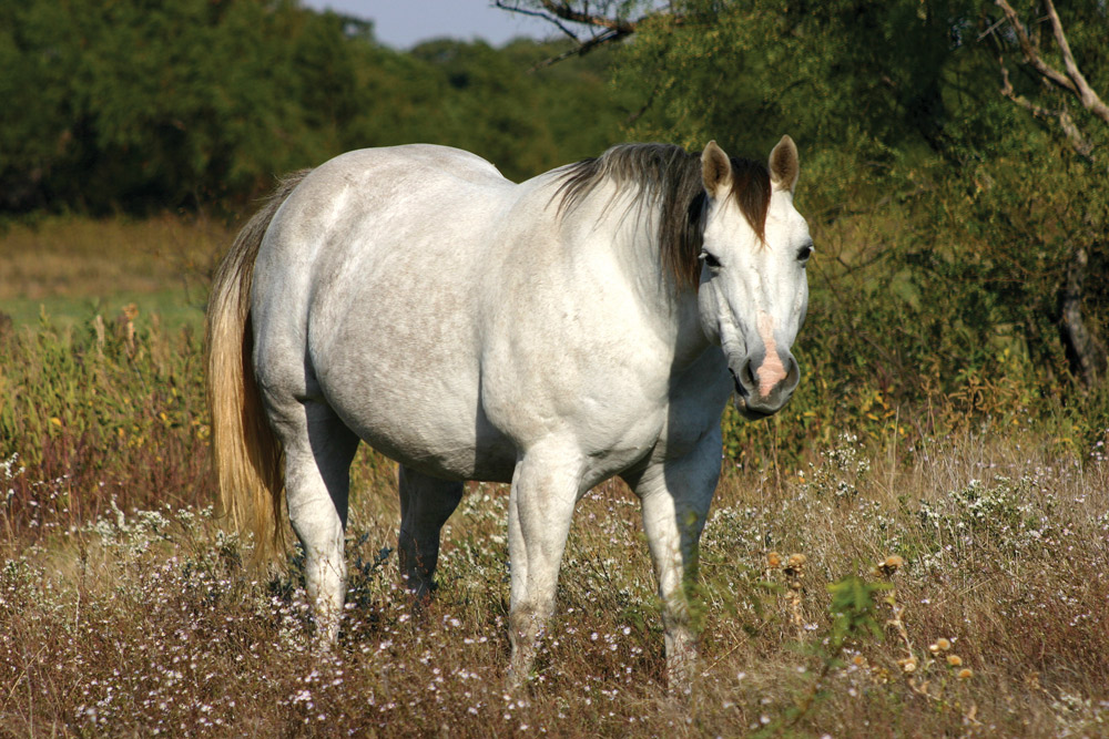 manage your horse's weight