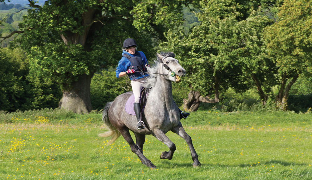 horse taking off