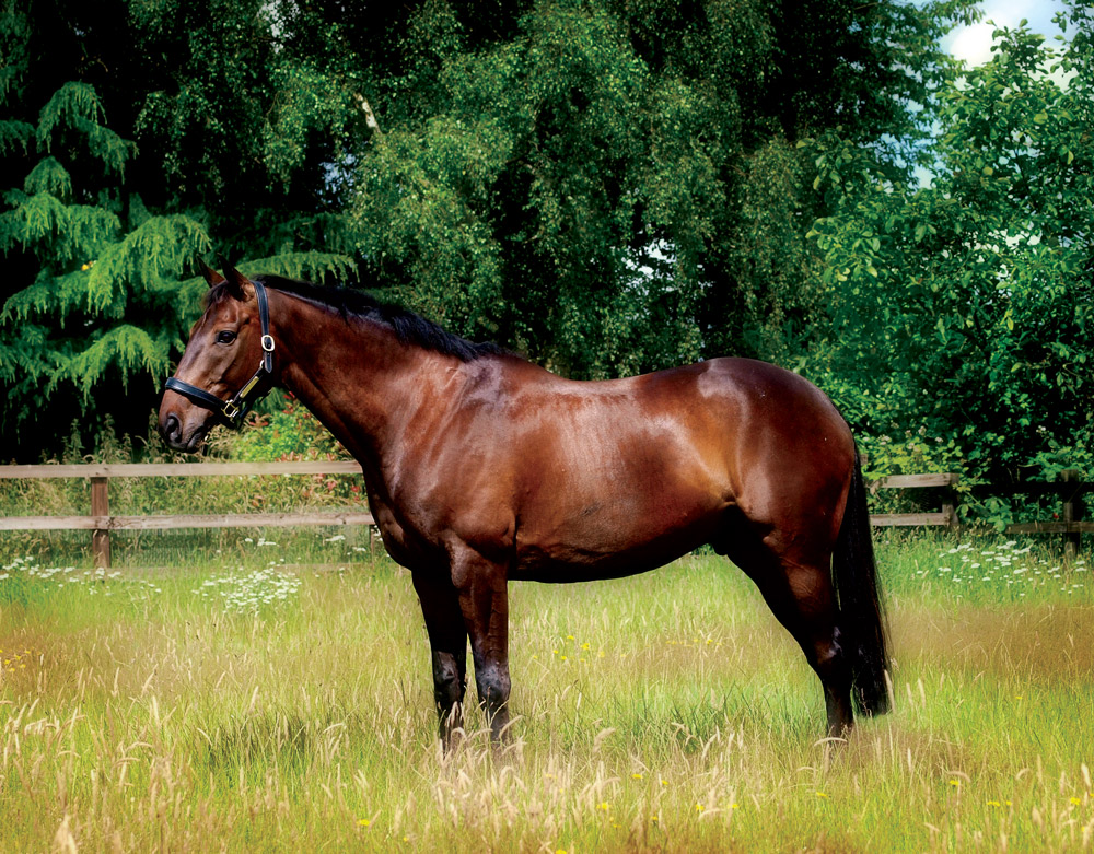 horse with beautiful coat