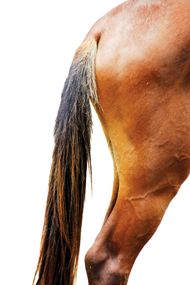 massage for hindquarters