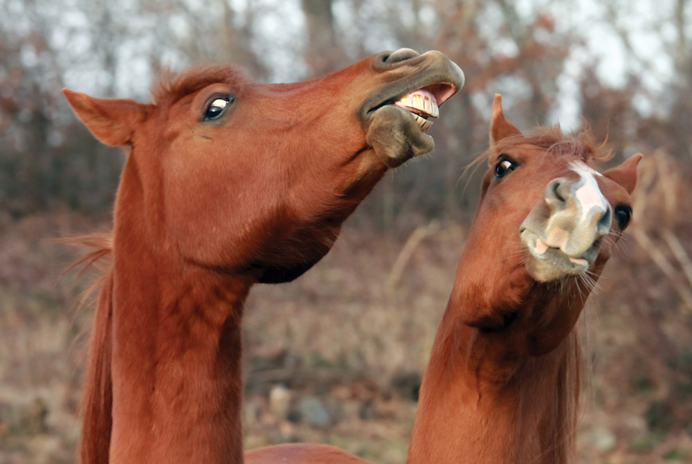 food aggressive horses