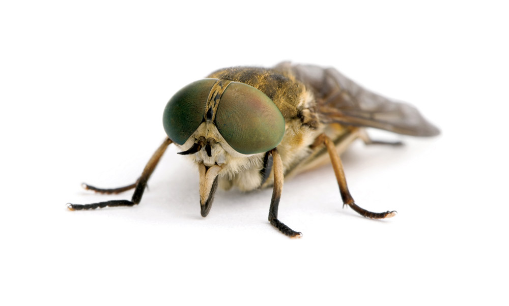 control flies with wasps
