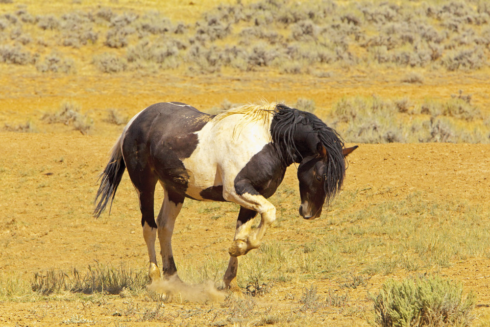 pawing horse