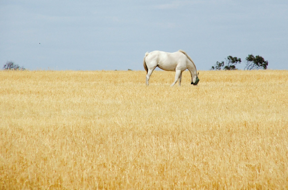 forage alternatives