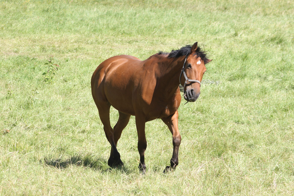 Understanding ataxia in horses