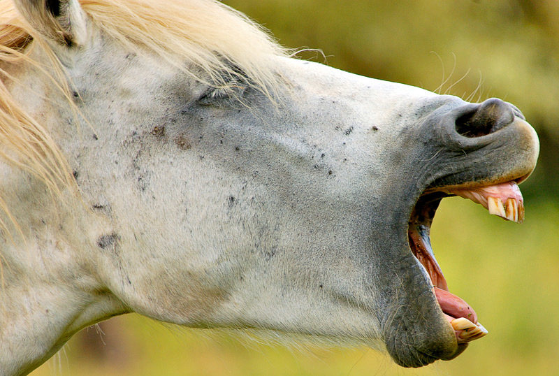 A five year dental plan for your horse