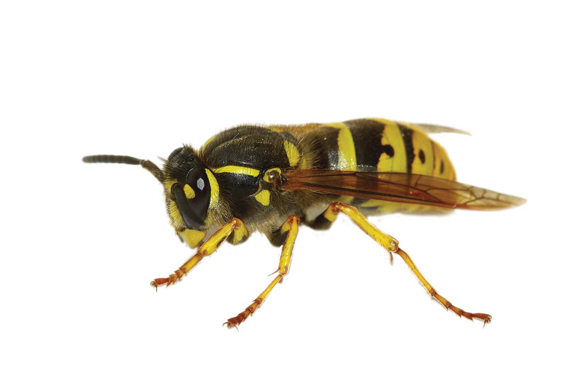 wasps