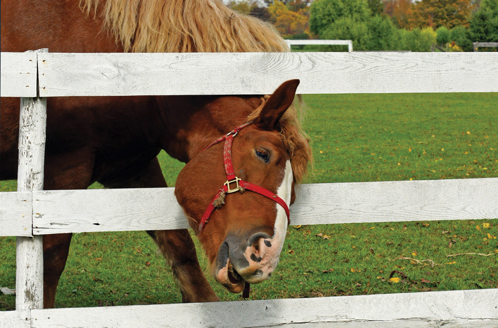 best horse fence