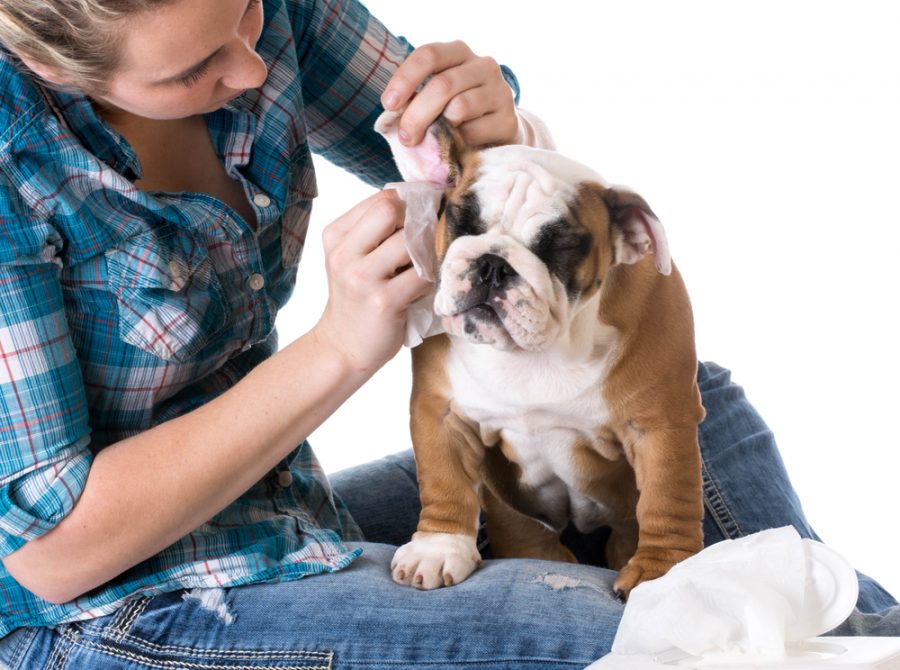 preventing ear infections in pets