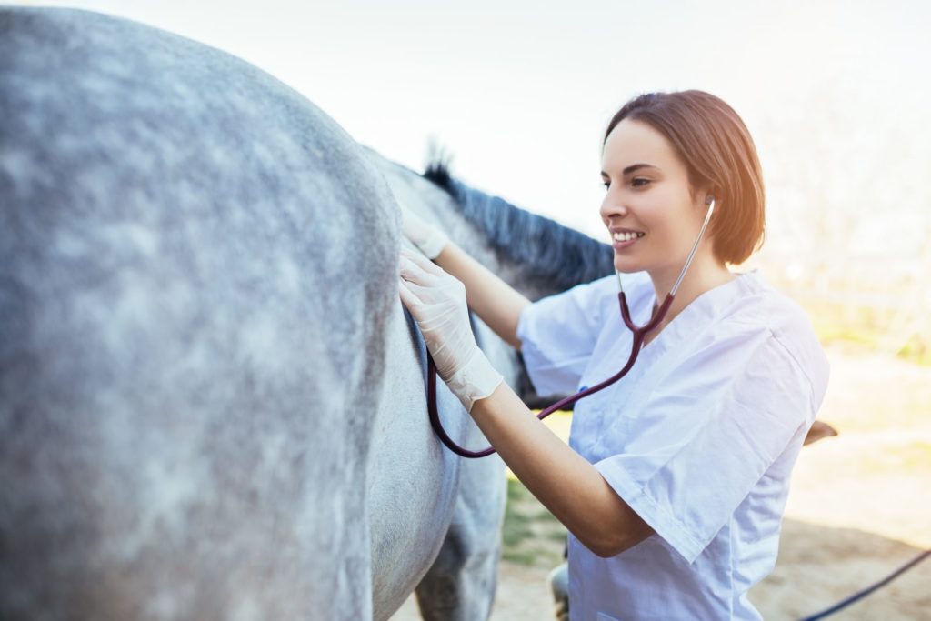 strategies for building and maintaining equine health