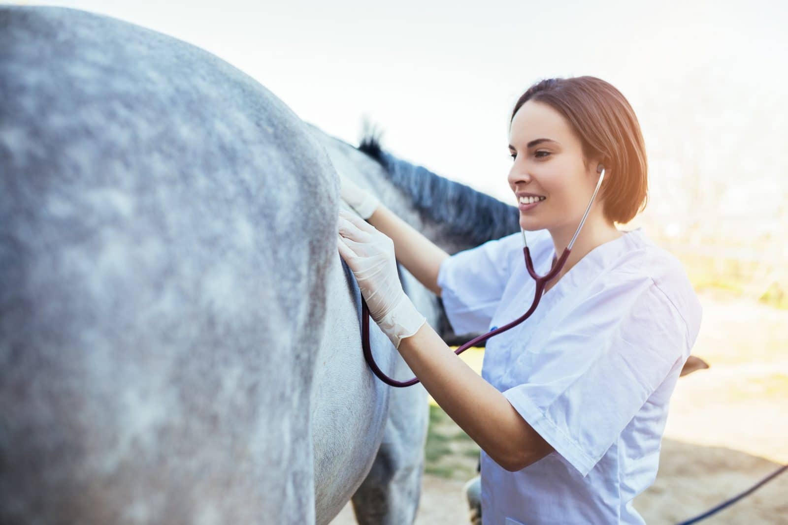 strategies for building and maintaining equine health