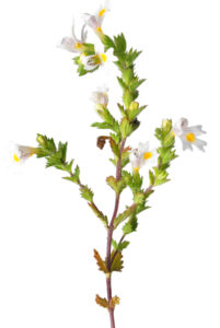 eyebright