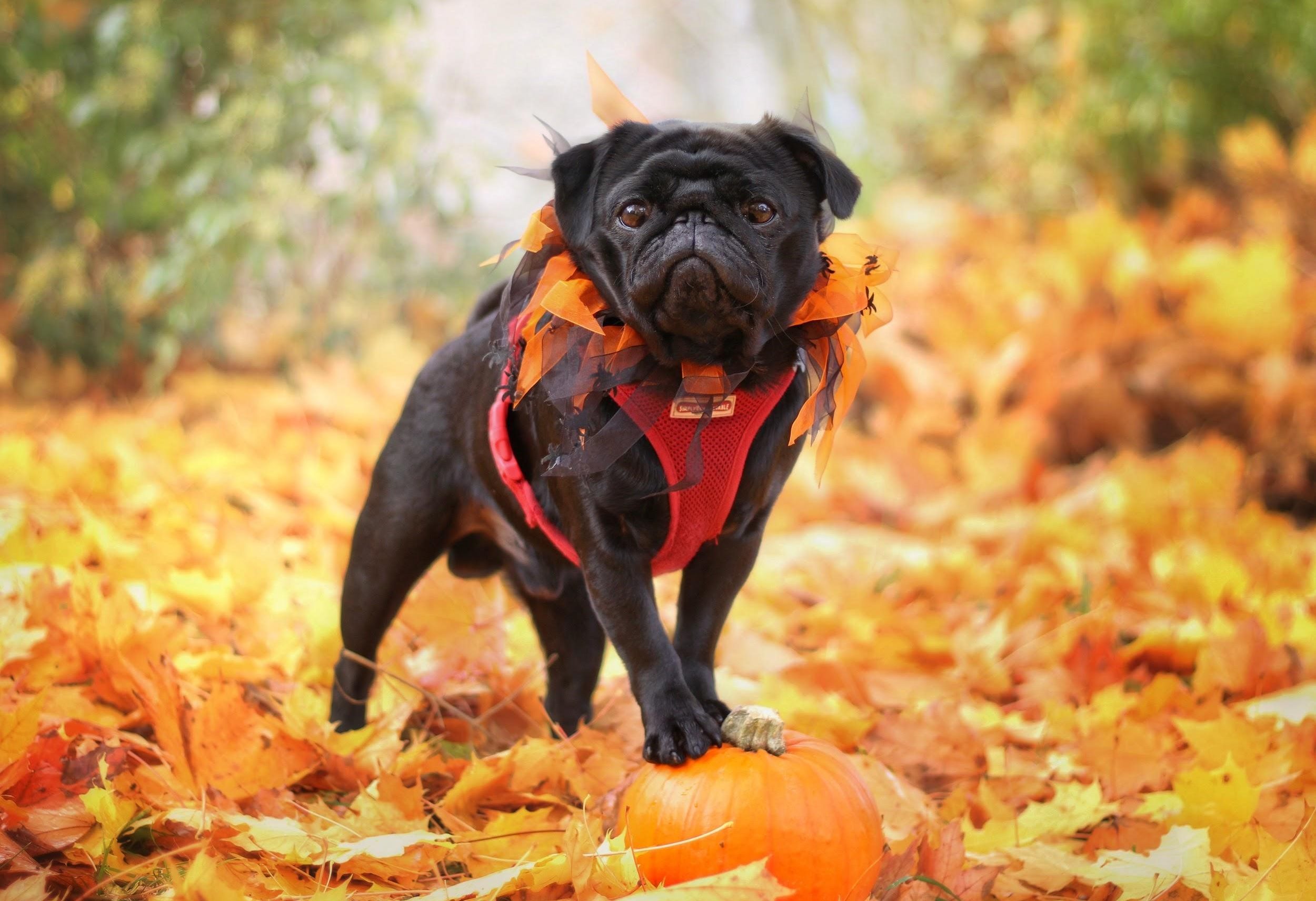 Fun things to do with your dog this fall