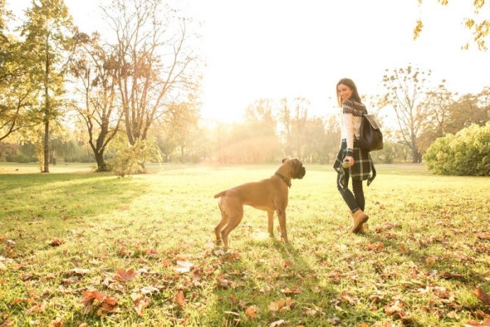 fall activities to enjoy with your dog